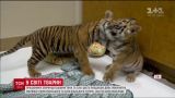 У США два звіринці вирішили поєднати покинутих малят суматранського та бенгальського тигрів