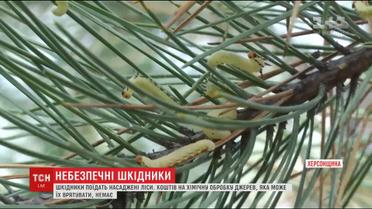 Екологічна катастрофа на Херсонщині. Ліси об’їдають шкідники