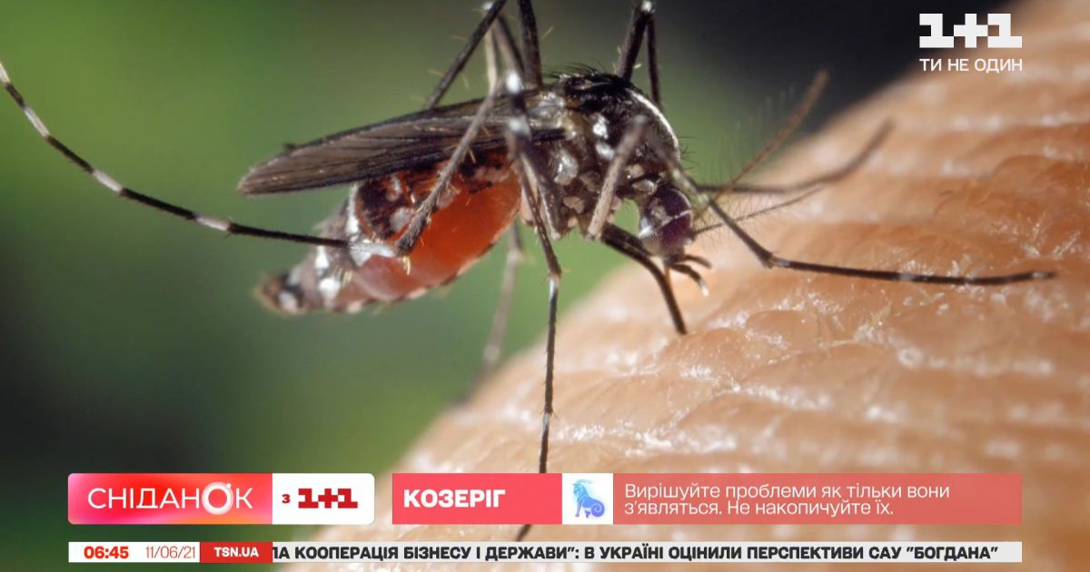 Насекомые атакуют украинцев: как защититься