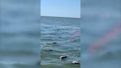 Десятки мертвых уток заполонили пляж Затоки