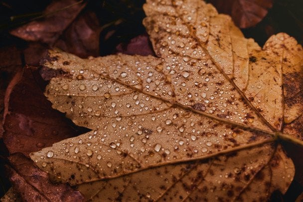 Народні прикмети 2 листопада / © unsplash.com