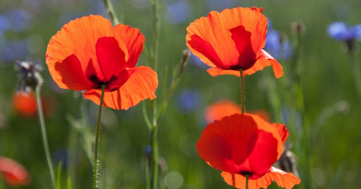 Яке свято 9 травня?