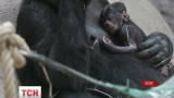 У зоопарку Праги на світ несподівано з'явилася маленька горила