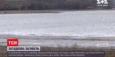 У Вінницькій області таємничо загинуло понад 100 лебедів