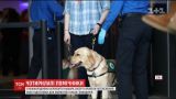 В американском аэропорту учили собак-поводырей помогать незрячим пассажирам