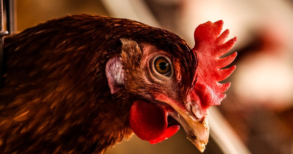 Коронавірус в Україні: у Дніпропетровській області юнак вигулював на повідці курку