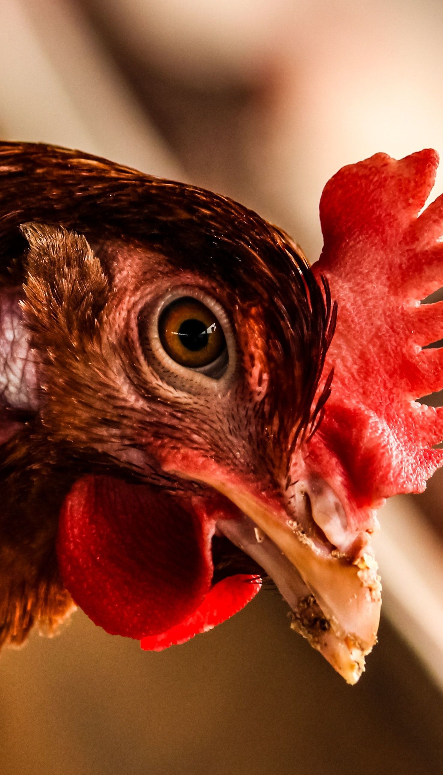 В Дании среди цыплят обнаружили опасный штамм гриппа: на убой пойдут десятки тысяч птиц