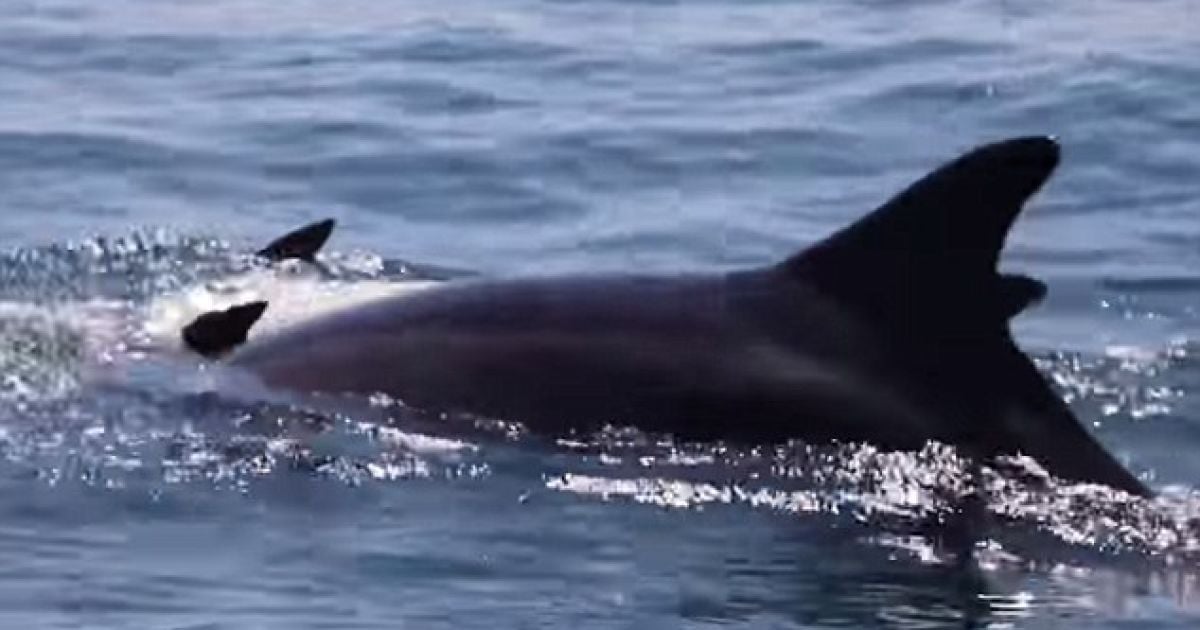 Печальное видео зафиксировали в море на итальянском побережье