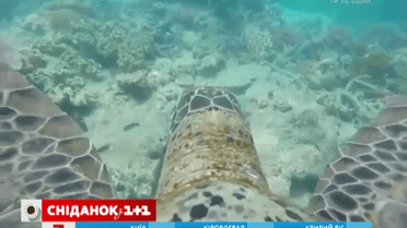 Черепаха провела экскурсию Большим барьерным рифом