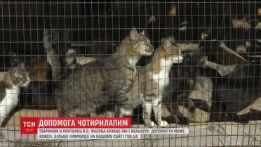 Помощь четырелапым. Мисс Украина Анастасия Кривохижа обратилась к ТСН