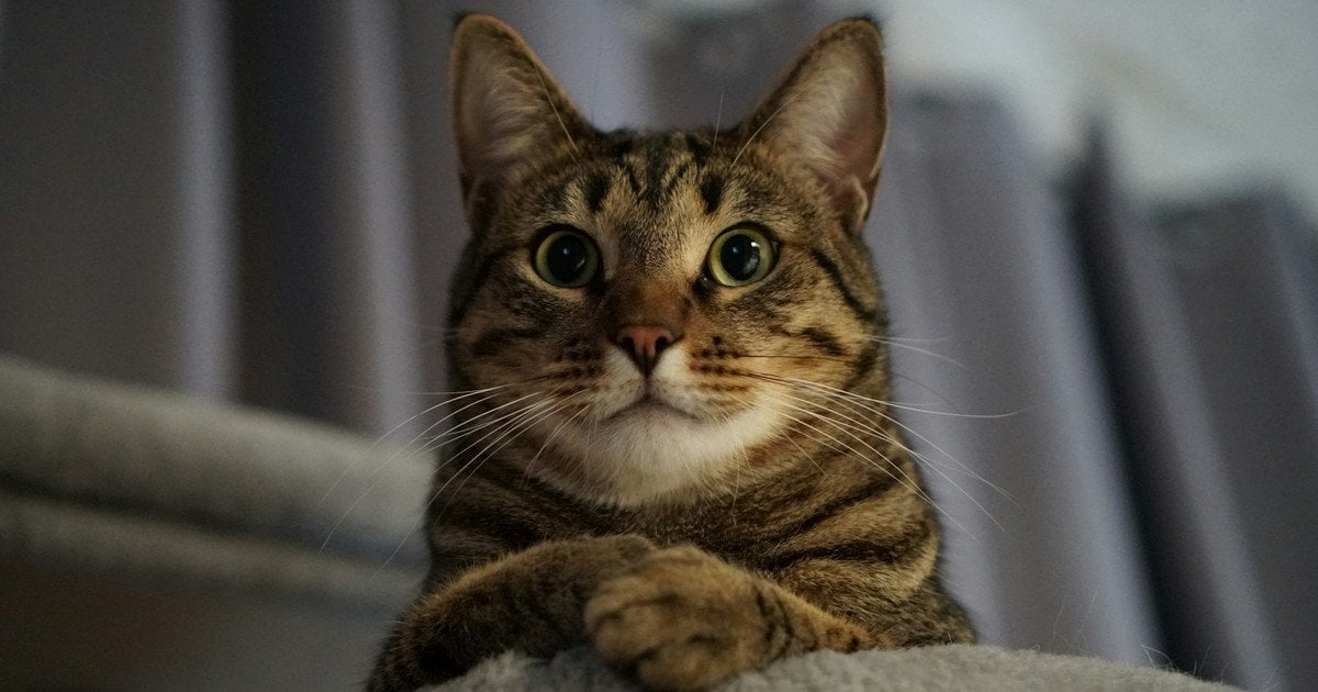 Пам'ять котів