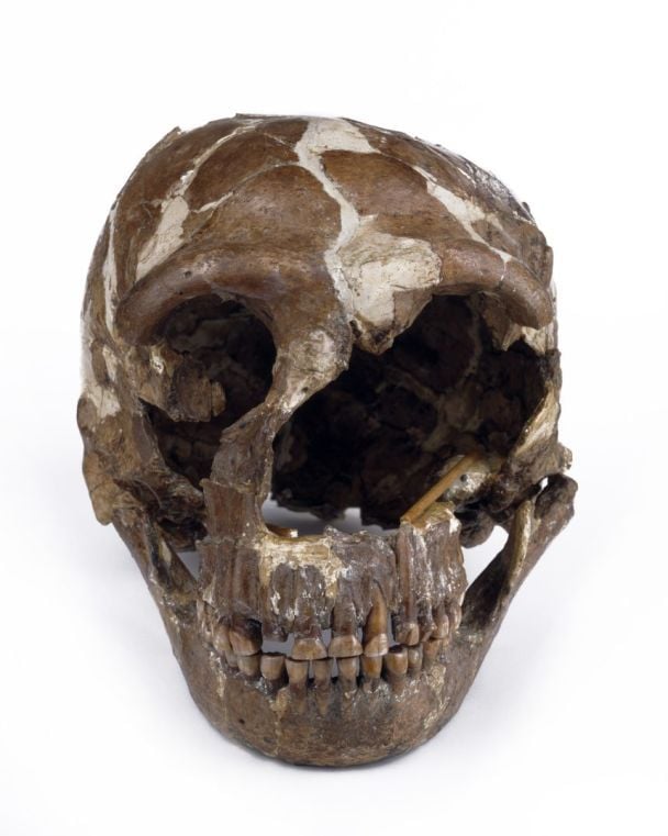 Череп жінки-неандертальця віком 100 000 років / Фото: Trustees of the Natural History Museum
