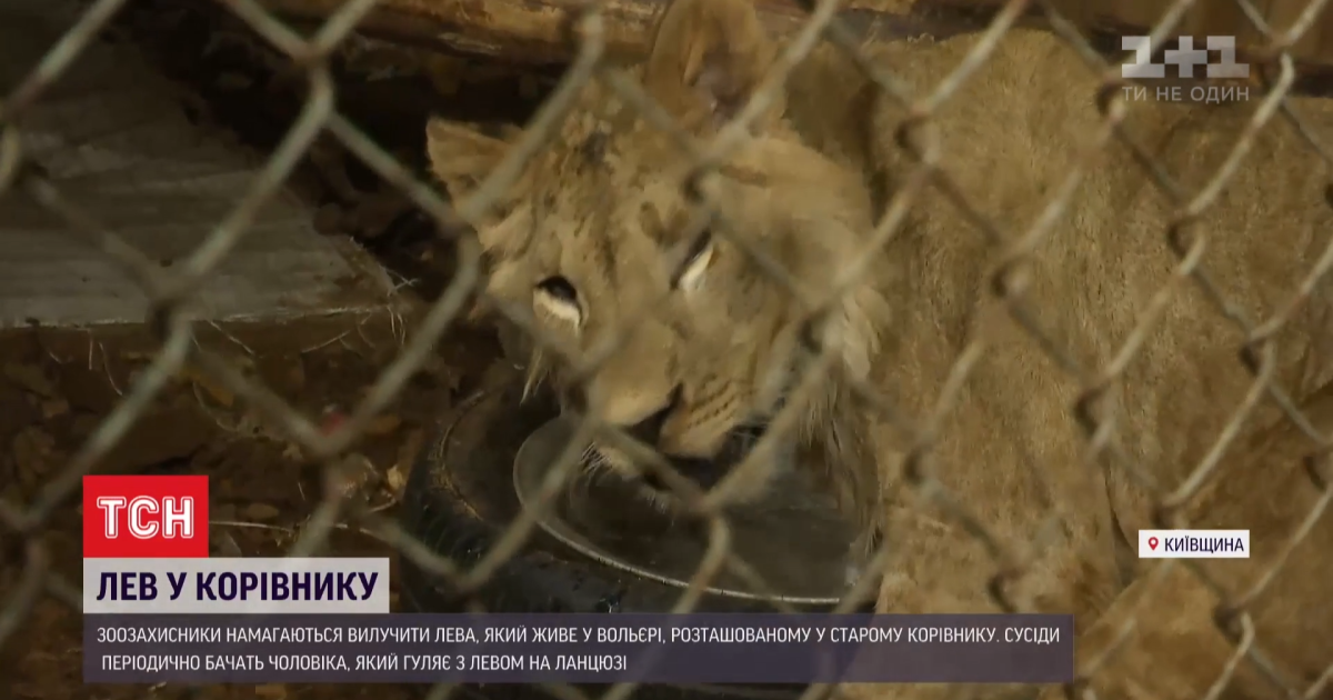"Залишиться зі мною до старості": під Києвом зоозахисники виявили лева, якого тримають у корівнику