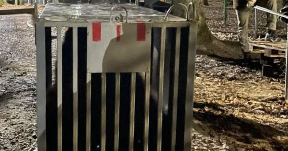 Медведей-переселенцев приняли во Львовской области, фото/Максим Козицкий