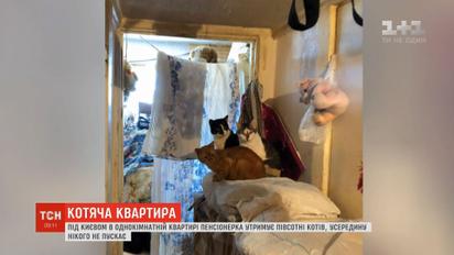 Под Киевом в однокомнатной квартире пенсионерка удерживает полсотни кошек