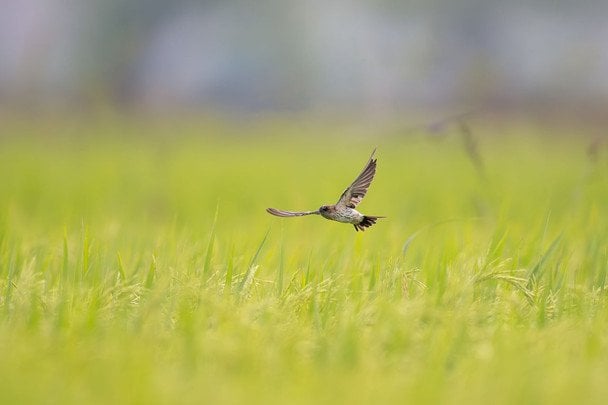Народні прикмети 9 червня / © pexels.com