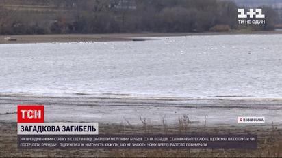 В Винницкой области таинственно погибло более 100 лебедей