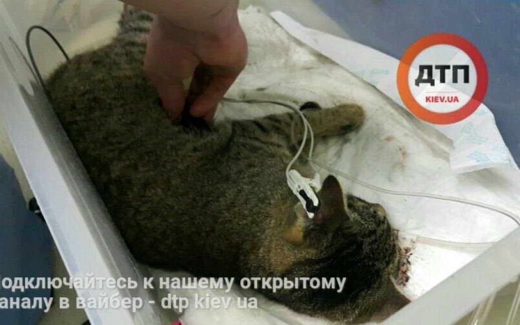 Кіт, який постраждав внаслідок інциденту. / © Facebook/Влад Антонов