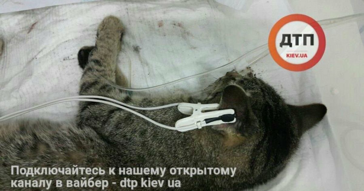 Кіт, який постраждав внаслідок інциденту. / © Facebook/Влад Антонов