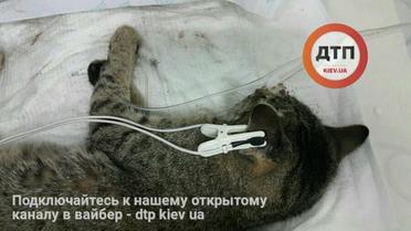 Кіт, який постраждав внаслідок інциденту. / © Facebook/Влад Антонов