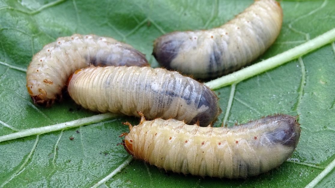 Как эффективно бороться с личинками майского жука