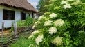 Какое растение нельзя сажать возле дома