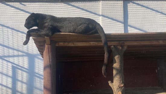 В екопарку під Полтавою на чоловіка напала пантера і укусила за голову