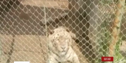 У Китаї в сафарі-парку тигри влаштували полювання на людей – загинула жінка