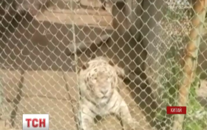 В Китае в сафари-парке тигры устроили охоту на людей – погибла женщина