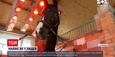 Новини України: солярій та фітнес – як власники чотирилапих піклуються про своїх улюбленців