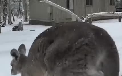 В Австралии выпал снег – шокированные кенгуру прыгают по сугробам