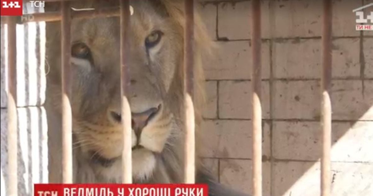 В Україні конфіскованих тварин віддаватимуть безкоштовно лише за гідні умови для них