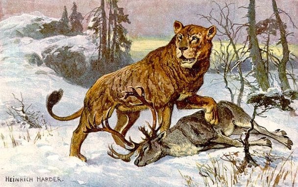 Пещерный лев / © Общественное достояние