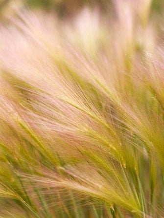 Декоративна трава
