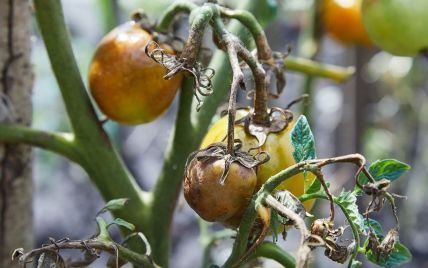Як обрати найефективніший засіб від фітофтори на помідорах?