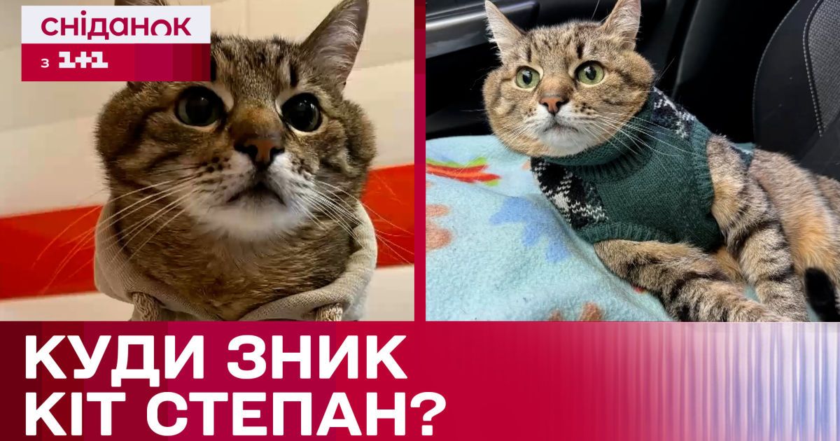 Кіт Степан зник! Що сталося з чотирилапим блогером-мільйонником ...