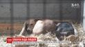 Мікрочіпи, походи в кіно та клінічні карти: як за кордоном вирішили проблеми безпритульних тварин