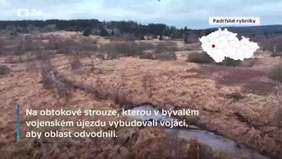 Бобры за два дня построили дамбу в Чехии
