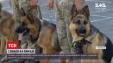 Новости Украины: какие породы собак выбрали для военного парада ко Дню Независимости