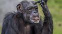 Шимпанзе