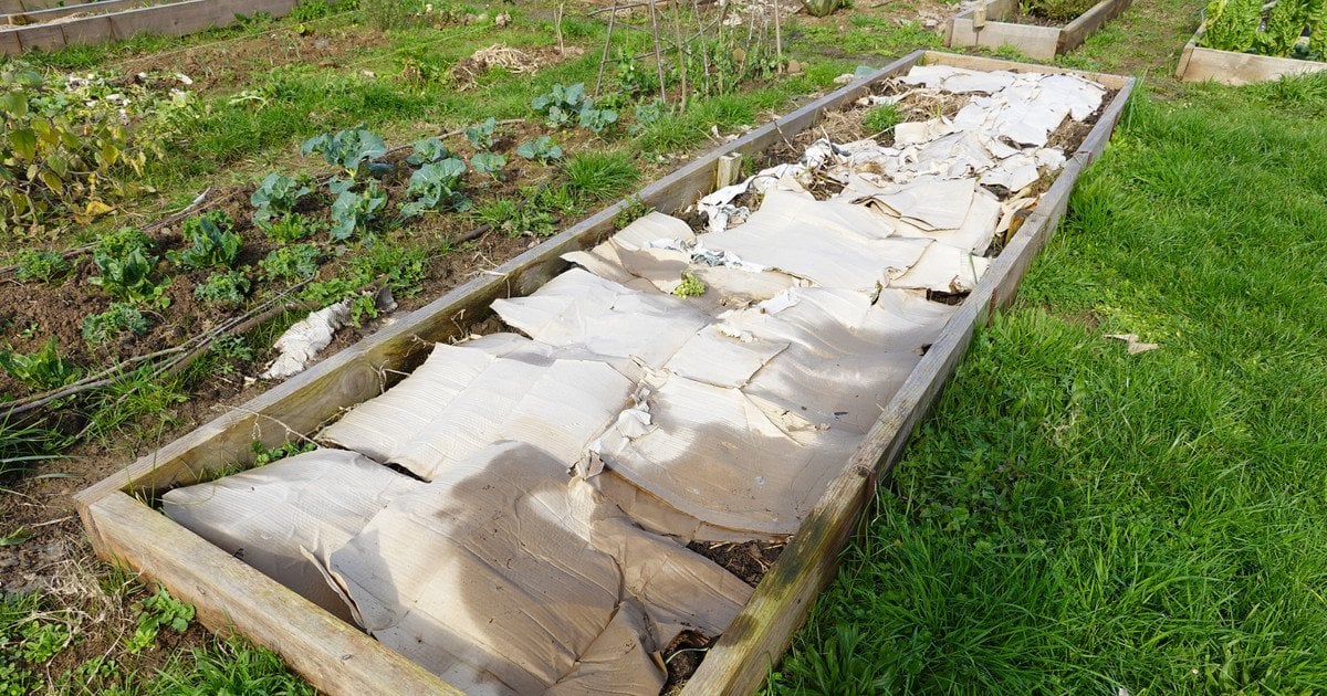 Картон на грядках