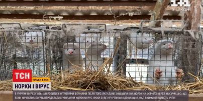Переносники коронавірусу: що робити з норками на українських хутрових фермах