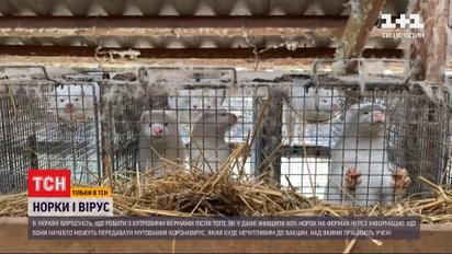 Переносники коронавірусу: що робити з норками на українських хутрових фермах