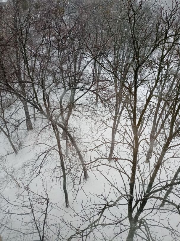 Снег на Нивках / © ТСН.ua