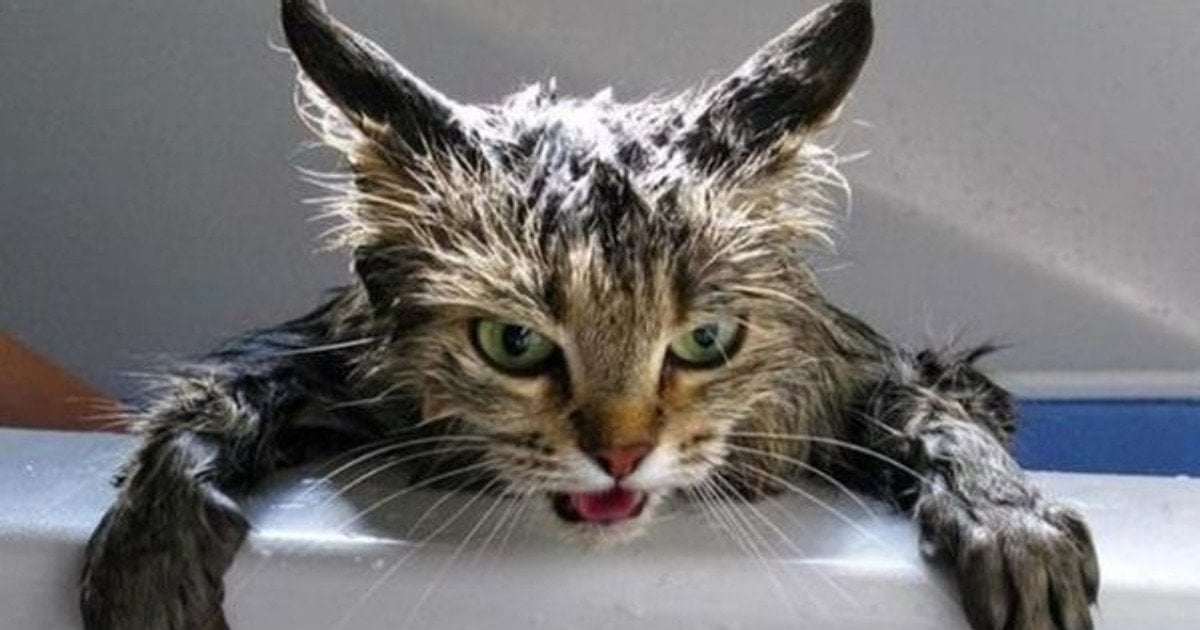 Як часто купати кота