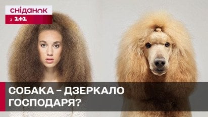 Четвероногие двойники! Действительно ли животные перенимают внешность и характер людей?