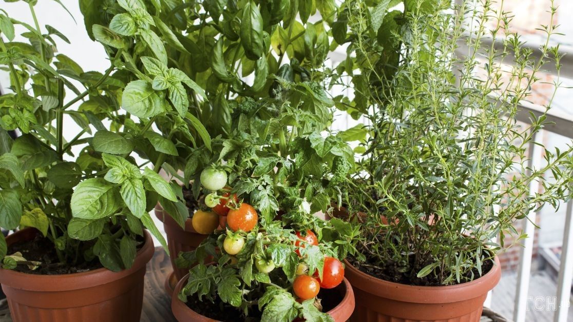 Оптимальна температура для садіння помідорів