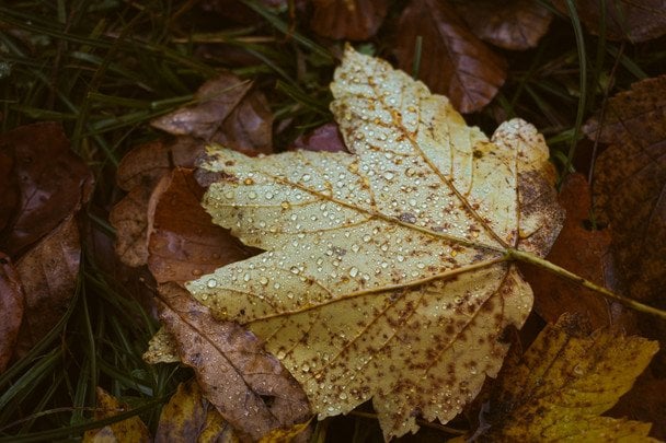 Дощить на Трохима — чекайте на ранній перший сніг / © unsplash.com