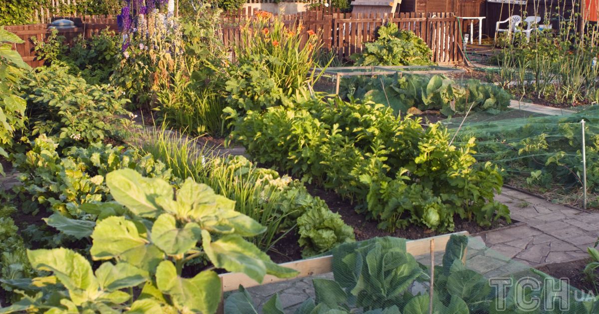 Что можно сажать в августе