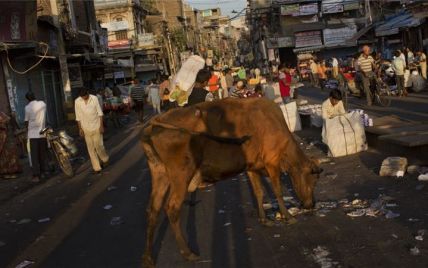 В Индии озверевшая толпа забила до смерти мужчину из-за коровы